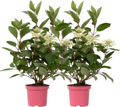 Produktbild von Hortensie - 2 Stk - Hydrangea paniculata 'Early Harry' - Höhe 25-40cm - ⌀19cm