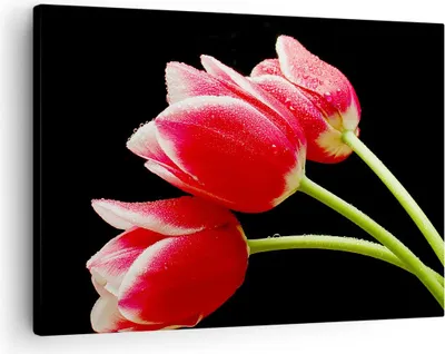 Produktbild von Bild auf Leinwand - Leinwandbild - Tulpe garten blume blumenstrauß - 70x50cm - Wand Bild - Wanddeko - Leinwanddruck - Bilder - Kunstdruck - Wanddekoration - Leinwand bilder - Wandkunst - AA70x50-1494