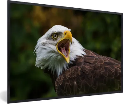 Produktbild von MuchoWow® Gerahmtes Poster Ein krächzender Weißkopfseeadler 90x60 cm - Poster mit Schwarzem Bilderrahmen Wandposter Rahmen Foto Bilder - Fotorahmen - Foto-Plakat