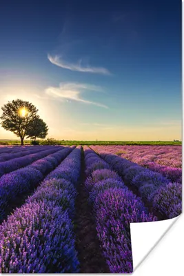 Produktbild von MuchoWow® Poster Lavendel - Sonne - Baum - Blumen - Lila 40x60 cm - Plakate für die Wand - Poster Babyzimmer