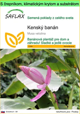 Obrázok produktu pre SAFLAX Garden to go - kenský banán - Musa velutina - 8 Semená - S črepníkom, klimatickým vekom a pestovateľským substrátom