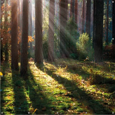 Produktbild von Wallario Outdoor-Poster für Garten oder Balkon, Motiv Sonnenstrahlen im Herbstwald, in ca. 180 x 180 cm