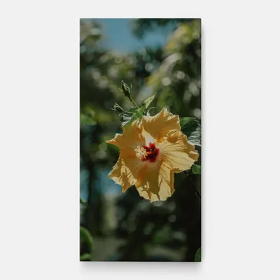 Produktbild von ARTHUB® Leinwandbild 40x80 cm, Yellow Pretty Exotic | Wohnzimmerdekoration, Hängende Bilder, Wanddekoration, Heimdekoration, Blumen, Exotische Blumen