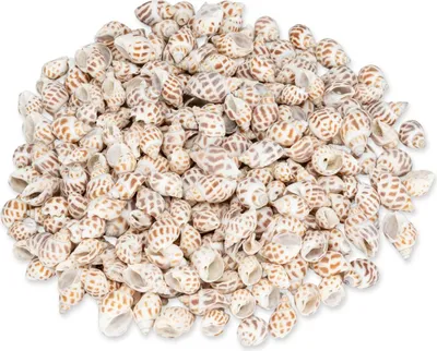 Produktbild von Babylonia areolata 0,5 kg 2-5 cm Turmschnecke gefleckt Schneckenhäuser Deko