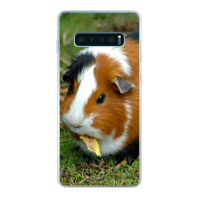 Produktbild von MuchoWow® Handyhülle Schutzhülle Hülle für Samsung Galaxy S10 Lite Meerschweinchen draußen Silikon Softcase Handy Hülle - Schutz