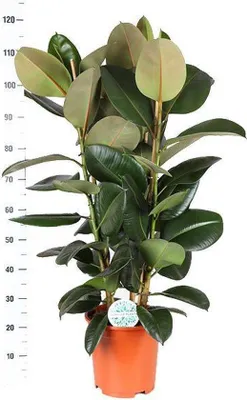 Productafbeelding van Famanu Ficus Elastica Robusta, diameter 27 cm, hoogte 115 cm, in een witte pot