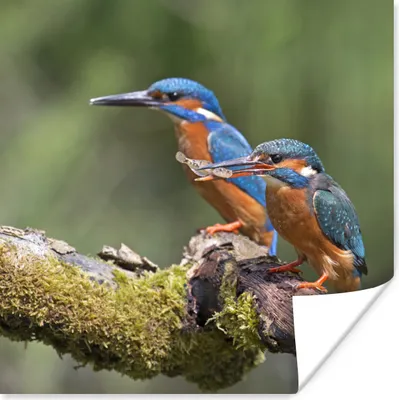 Produktbild von MuchoWow® Poster Eisvogel - Fisch - Zweig 100x100 cm - Babyzimmer
