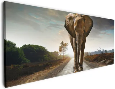Produktbild von Wallario Premium Leinwandbild Elefant bei Sonnenaufgang in Afrika in Größe 50 x 125 cm