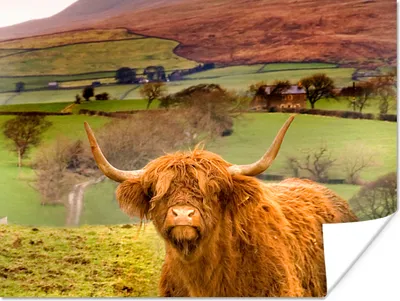 Produktbild von MuchoWow® Poster Schottischer Highlander - Berg - Herbst 120x90 cm - Wandbild