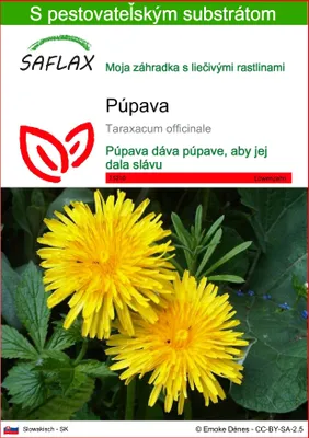 Obrázok produktu pre SAFLAX - púpava - Taraxacum officinale - 200 Semená - S pestovateľským substrátom bez klíčkov