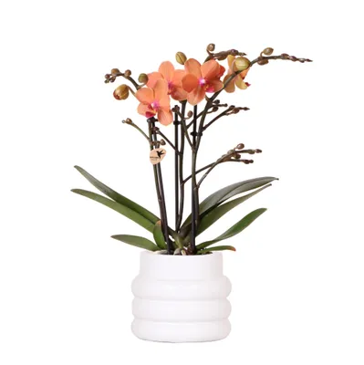 Zdjęcie produktu dla Kolibri Orchids | Orange Phalaenopsis Orchid - Mineral Bolzano + doniczka bąbelkowa biała - rozmiar doniczki Ø9cm | kwitnąca roślina doniczkowa - świeżo od producenta