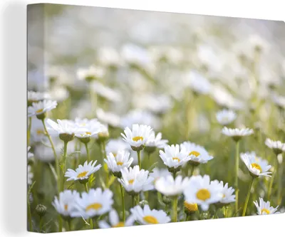 Produktbild von OneMillionCanvasses® - Leinwandbilder - 140x90 cm, Gänseblümchen auf einer Wiese, Wandbilder Kunstdruck Wanddekoration