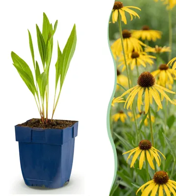 Produktbild von Green boutiQ - Stauden - Echinacea paradoxa - Sonnenhut - Bienen- und Schmetterlingsanreizer - Gelb - 6 Pflanzen - Topf 11cm - Höhe 15-25cm