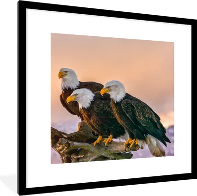 Produktbild von MuchoWow® Gerahmtes Poster Vögel - Natur - Raubvögel - Adler 40x40 cm - Poster mit Schwarzem Bilderrahmen Wandposter Rahmen Foto Bilder - Poster - Plakat im Rahmen