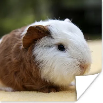 Produktbild von MuchoWow® Poster Junges Meerschweinchen 75x75 cm - Wand Dekoration