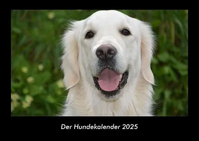 Produktbild von Der Hundekalender 2025 Fotokalender DIN A3