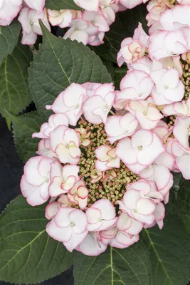 Produktbild von Hydrangea macrophylla 'Charme', Hortensie, rosa, 30–40 cm