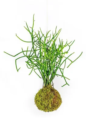 Obrázok produktu pre Gardners Kokedama Euphorbia tirucalli (L)