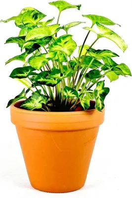 Obrázek produktu pro Gardners Syngonium podophyllum pixie, průměr 12 cm