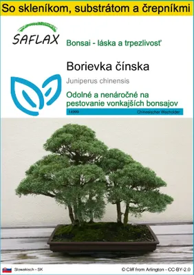 Obrázok produktu pre SAFLAX Kultivačný set - Borievka čínska - Juniperus chinensis - 30 Semená - S mini skleníkom, pestovateľským substrátom a 2 črepníkmi