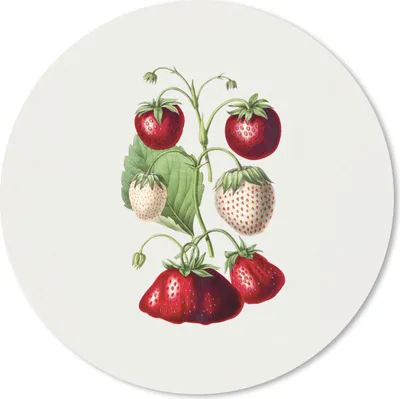 Produktbild von MuchoWow® Mauspad Mousepad Erdbeeren - Pflanze - Frucht 30x30 cm - Mousepads - Maus Mat - Pad - Mausunterlage - Tischunterlage - Schreibtischmatten