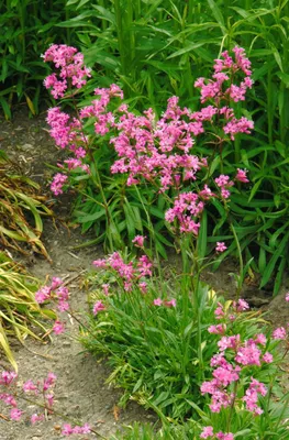 Produktbild von Lychnis viscaria 'Feuer', Pechnelke, leuchtend rot, ca. 9x9 cm Topf