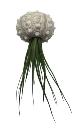 Produktbild von 1er Set Seeigelgehäuse Sputnik mit Tillandsie juncea grün