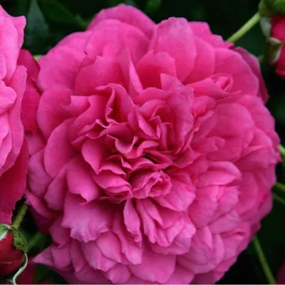 Obrázek produktu pro Růže  – Popínavá růže Kordes – Rosa 'Laguna'®