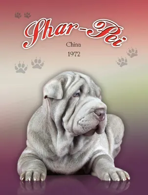 Produktbild von vianmo Holzschild 40x30 cm Hund Shar-Pei China 1972