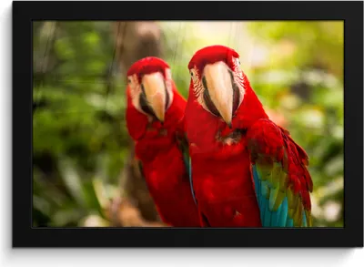 Produktbild von MuchoWow® MuchoWow® Gerahmtes Poster Papageien - Vögel - Dschungel 30x20 cm - Poster mit zchwarzem Bilderrahmen - Kunstdruck - Bild-Poster