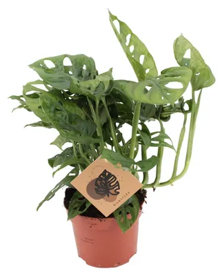 Productafbeelding van Monstera Monkey - 30cm - Ø12cm - Kamerplant - Groenblijvend