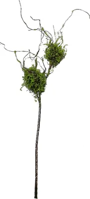 Produktbild von Zweig mit Vogelnestern Kunstpflanze Flora