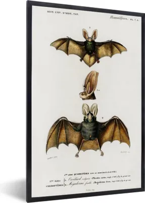 Produktbild von MuchoWow® MuchoWow® Gerahmtes Poster Fledermaus - Vintage - Tier 40x60 cm - Poster mit zchwarzem Bilderrahmen - Papierdruck - Wandbilder