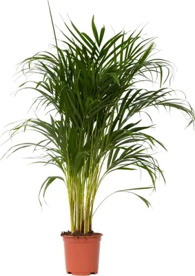 Zdjęcie produktu dla Areka - Dypsis lutescens - Wysokość 100-120cm - ⌀21cm