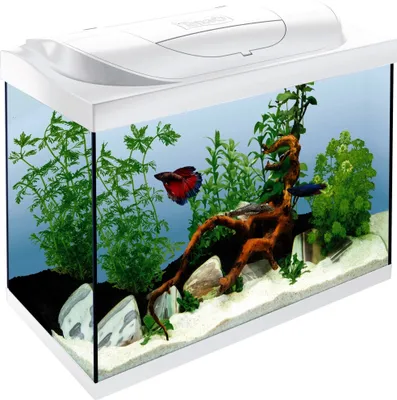 A white aquarium with fish and plants.