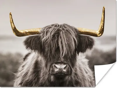 Produktbild von MuchoWow® Poster Scottish Highlander - Schwarz - Weiß - Gold 40x30 cm - Plakate für die Wände - Poster Wohnzimmer