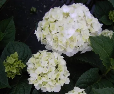 Produktbild von Bauernhortensie The Bride® - Endless Summer - Ballhortensie - Hydrangea macrophylla The Bride®