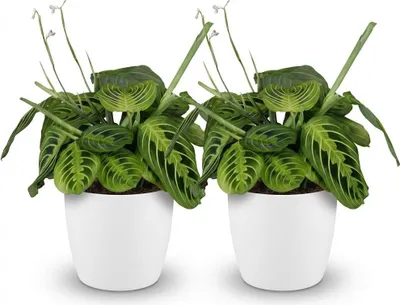 Zdjęcie produktu dla Zestaw 2 roslin doniczkowych Maranta Fascinator Lemon Lime w bialych doniczkach