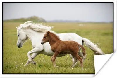 Produktbild von MuchoWow® Poster Pferde - Tiere - Gras 30x20 cm - Plakate - Print
