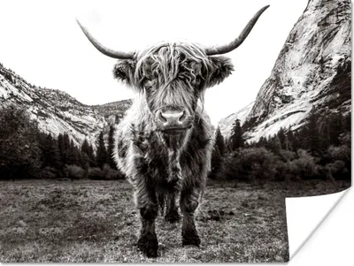 Produktbild von MuchoWow® Poster Berg - Schwarz - Weiß - Schottischer Highlander 120x90 cm - Wandbild
