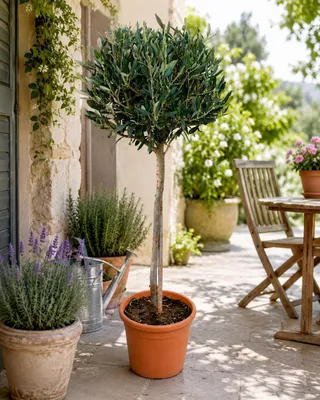 Image de Olivier sur tige 100-120 cm - Olivier méditerranéen pour jardin, balcon & terrasse - Résistant au froid & persistant