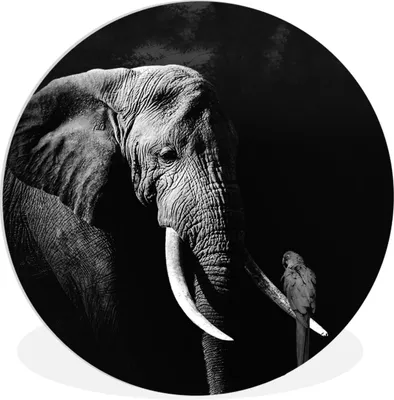 Produktbild von MuchoWow® Rundes Wandbild - Runde Bilder Elefant - Papagei - Zähne - Schwarz - Weiß Ø 30 cm Kreis Wanddekoration Kunststoff - Wandkreis - Wandschmuck - Schlafzimmer - Bilder - Der Kreis - Kunst für die Wohnung - Plastik - Kunstdruck - Wandbild