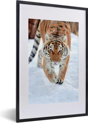 Produktbild von MuchoWow® Gerahmtes Poster Tiger - Schnee - Tiere 40x60 cm - Poster mit Schwarzem Bilderrahmen Wandposter Rahmen Foto Bilder - Poster in Rahmen