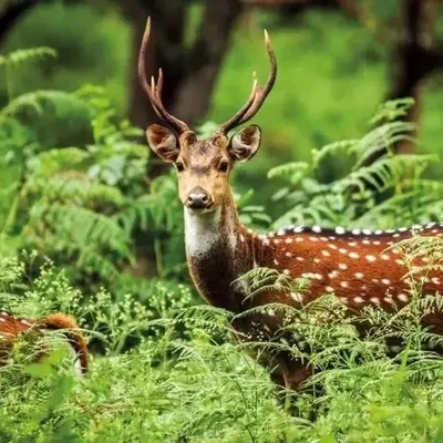 Zdjęcie produktu dla Karnet kwadrat z kopertą A Chital Deer - Museums & Galleries