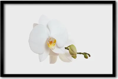 Produktbild von Bild 60x40 MDF-Rahmen Wandkunst Natur Blume Pflanze