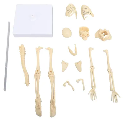 Obrázok produktu pre Ľudské skeletové model, kĺbové spoje, odnímateľné časti, precízna anatomická model pre vzdelávacie účely, dekorácia na sviatky