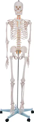 Produktbild von Skelett Schulskelett inkl. Stativ 178 cm, Anatomie Skelett lebensgroß, Anatomische Lehrmittel, Knochen Schädel