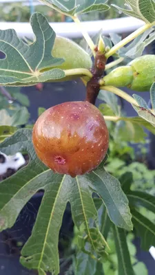 Image de Ficus carica 'Précoce de Dalmatie' / Figuier 'Précoce de Dalmatie'