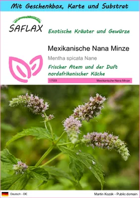 Produktbild von SAFLAX - Geschenk Set - Kräuter - Mexikanische Nana Minze - 500 Samen - Mit Geschenk- / Versandbox, Versandaufkleber, Geschenkkarte und Anzuchtsubstrat - Mentha spicata