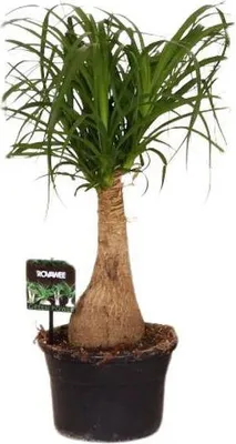 Produktbild von Elefantenfuß Beaucarnea Nolina Ø19cm 60cm pflegeleicht Zimmerpflanze Keramiktopf